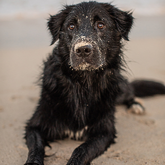 photo of Echo the dog on the beach