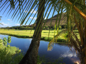 The view out the back of CENSEO's Kailua HQ.